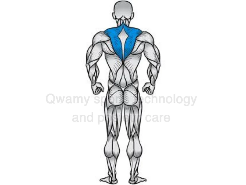 تمرين (هز الكتفين بالدمبل – Dumbbell Shrug)