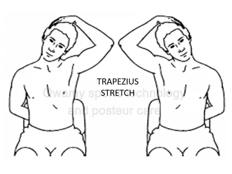 • Trapezius Stretch